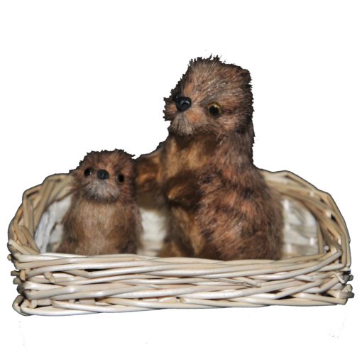 Marmottes